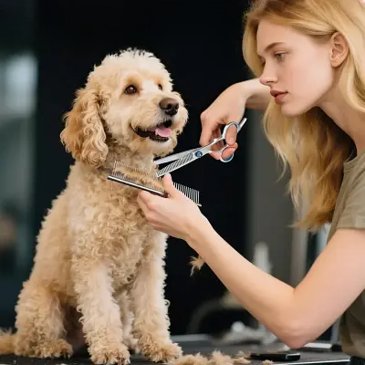 Toilettage Chien | ProDogGroomingScissors.Ra