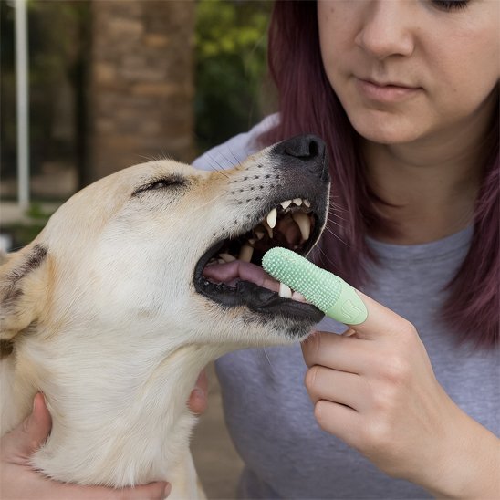 Brosse a dent chien | DentaPet - Royaume aniwoof