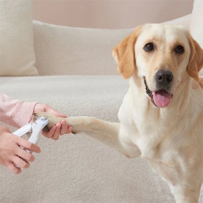 Coupe griffe chien convient au petit et grand chien