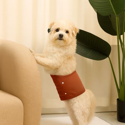 Culotte pour chien | EcoComfy