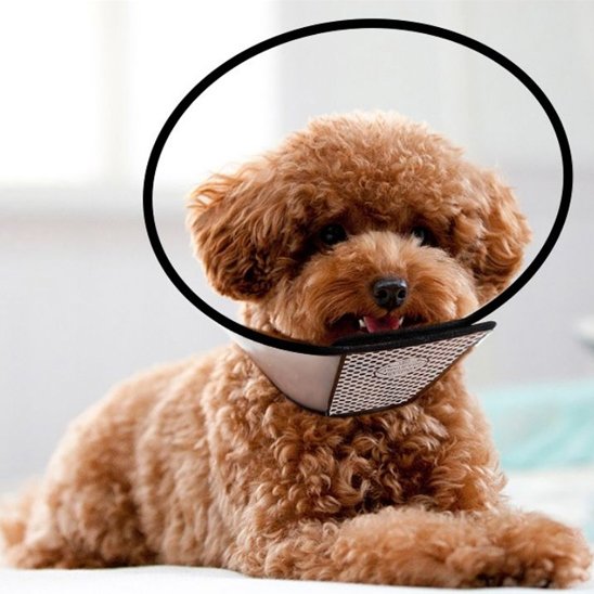 demonstration collerette chien sur un chien allonger
