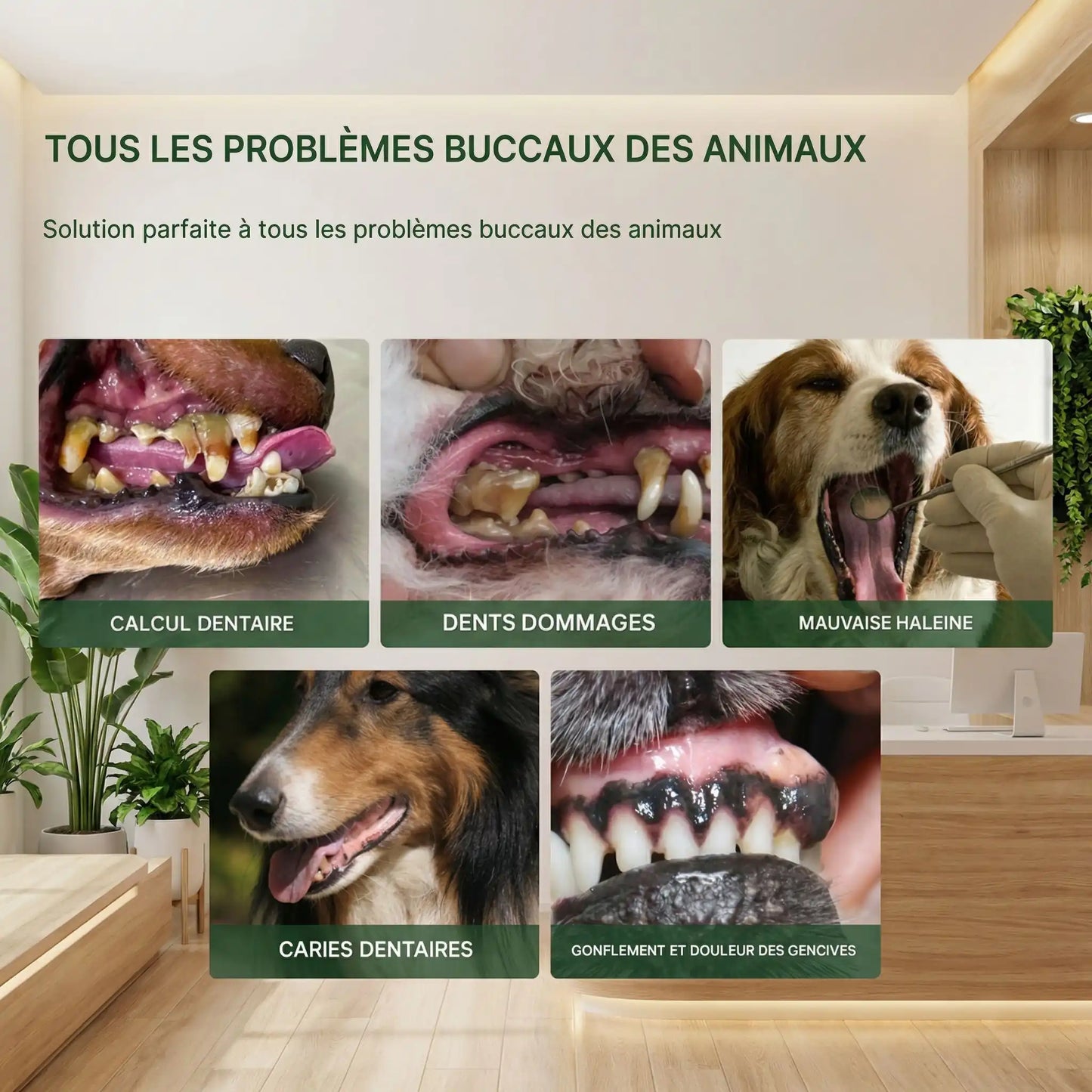 dentifrice chien une solution pour tous probleme dentaire