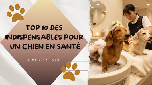 Toilettage Chien | Top 10 Des Indispensables Pour Un Chien En Santé