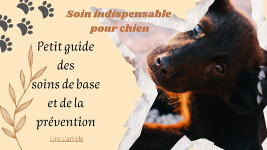 Soin indispensable pour chien : Petit guide des soins de base et de la prévention