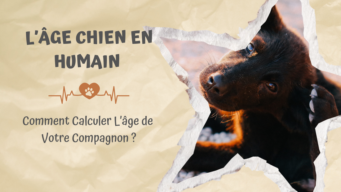 Âge Chien en Humain | Comment Calculer l'Âge de Votre Compagnon ?