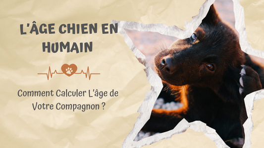 Âge Chien en Humain | Comment Calculer l'Âge de Votre Compagnon ?