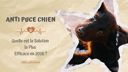 Anti puce Chien | Quelle est la Solution la Plus Efficace en 2026 ?