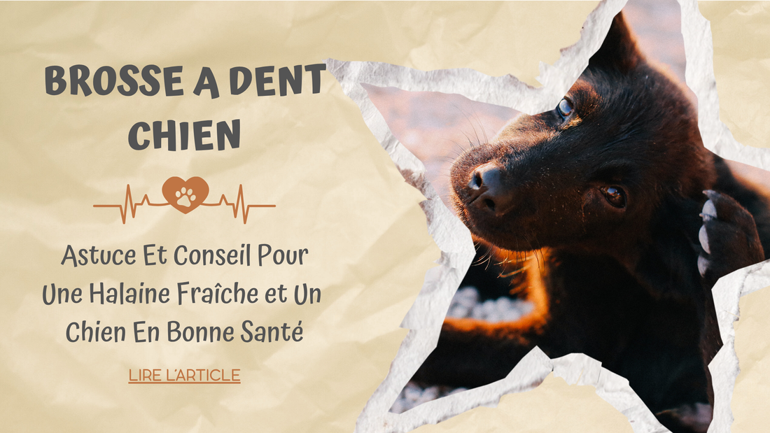 Brosse a Dent Chien | Astuce et Conseil Pour Une Haleine Fraîche et un Chien en Bonne Santé