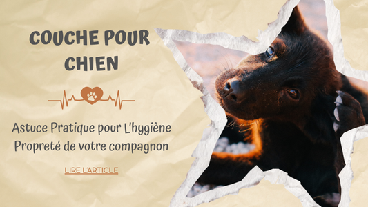 Couche Pour Chien | Astuces Pratiques Pour L'hygiène Propreté De Votre Compagnon