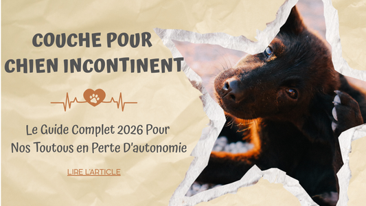 Couche pour Chien Incontinent | Le Guide Complet 2026