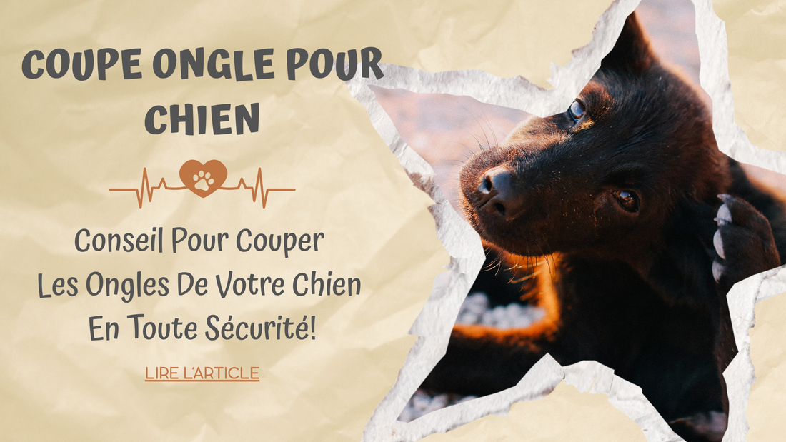 Coupe Ongle Pour Chien | Conseil pour Couper Les Ongles de Votre Chien en Toute Sécurité