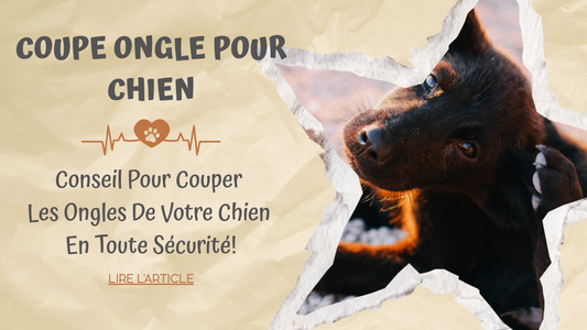 Coupe Ongle Pour Chien | Conseil pour Couper Les Ongles de Votre Chien en Toute Sécurité