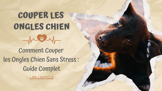 Comment Couper les Ongles Chien Sans Stress : Guide Complet et Facile