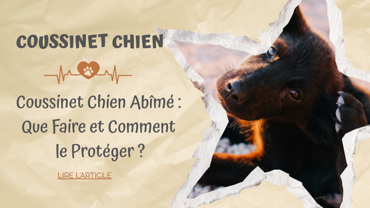 Coussinet Chien | Coussinet Chien Abîmé