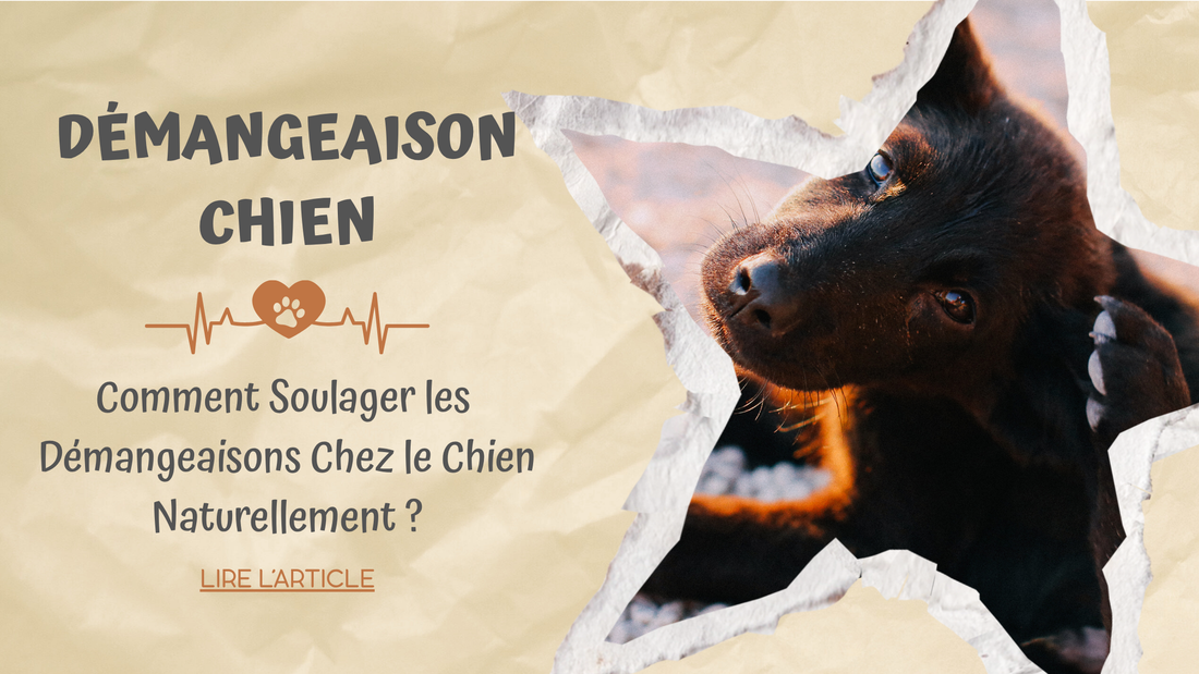 Démangeaison Chien | Comment soulager les démangeaisons chez le chien naturellement ?