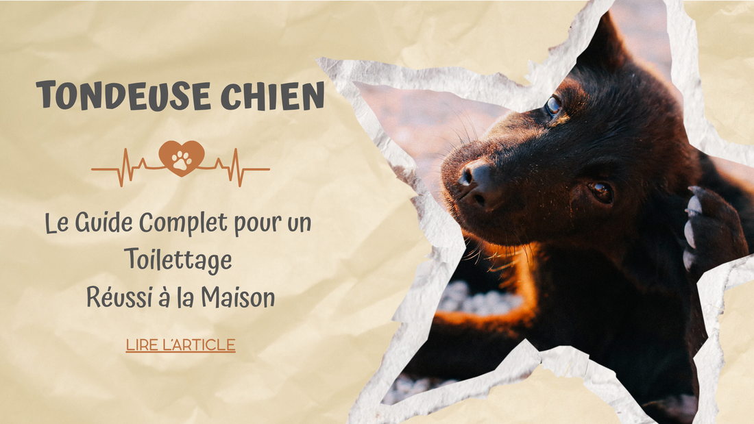 Tondeuse Chien : Le Guide Complet pour un Toilettage Réussi à la Maison