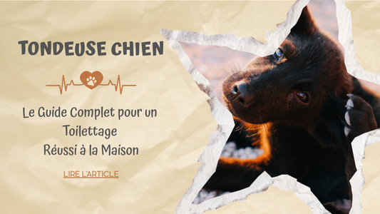 Tondeuse Chien : Le Guide Complet pour un Toilettage Réussi à la Maison