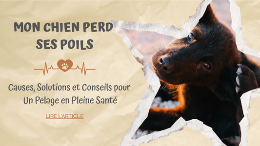 Mon chien perd ses poils | causes, solutions et conseils pour un pelage en pleine santé