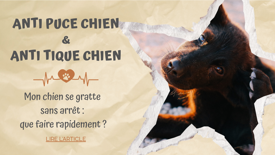 Anti Puce Chien & Anti Tique Chien | Mon chien se gratte sans arrêt : que faire rapidement ?