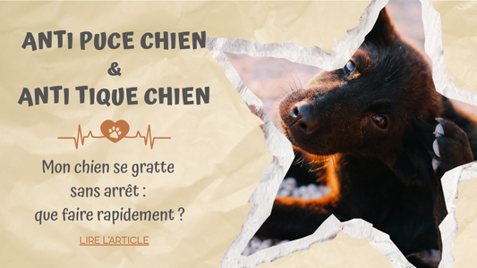 Anti Puce Chien & Anti Tique Chien | Mon chien se gratte sans arrêt : que faire rapidement ?