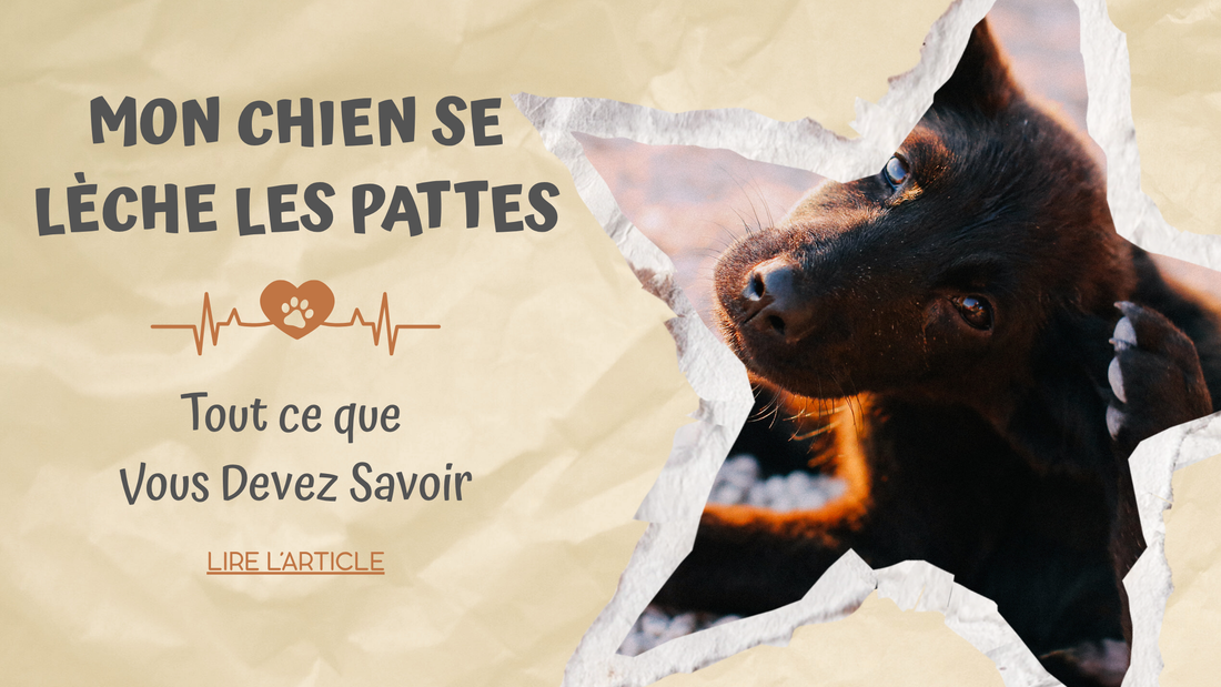 Mon Chien se Lèche les Pattes