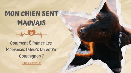 Mon Chien Sent Mauvais | Comment Éliminer les Mauvaises Odeurs de Votre Compagnon