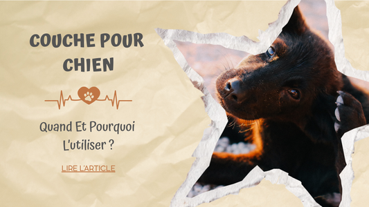 Couche Pour Chien | Quand et Pourquoi L’utiliser ?
