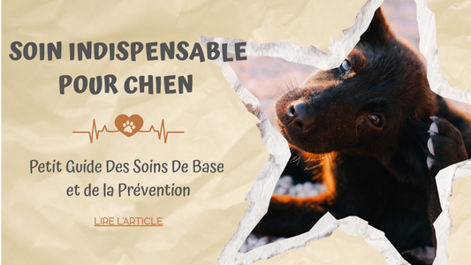 Soin Indispensable pour Chien | Petit Guide des Soins de Base et de la Prévention