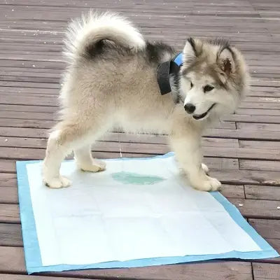 Tapis Absorbant Chien | DogSuperAbsorbentPads.Ra