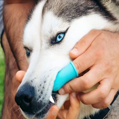 Brosse Pour Chien - DogSoftFingerToothbrush.Ra