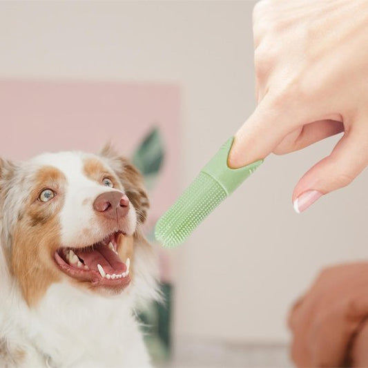 Brosse a dent chien | DentaPet - Royaume aniwoof