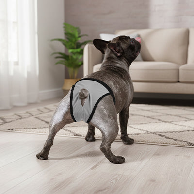 chien actif portant une couche pour chien