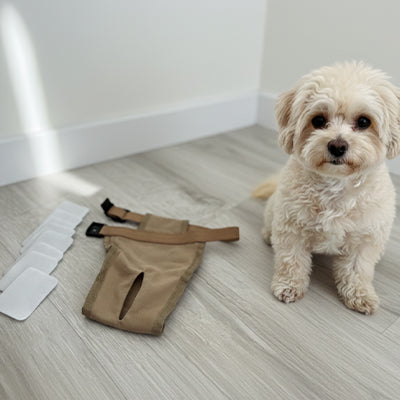 chien assis a coter d'une couche pour chien