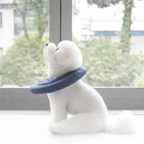 chien assis a la fenetre avec une Collerette chien