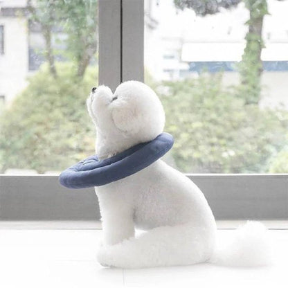 chien assis a la fenetre avec une Collerette chien