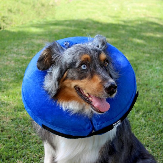 Chien assis dehors avec une Collerette chien gonflable 