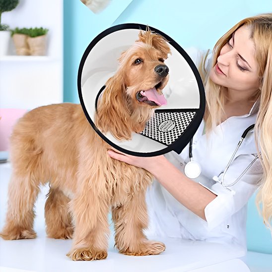 chien au veterinaire portant une collerette chien