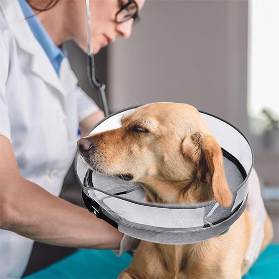 chien avec Collerette chien gonflable au vet