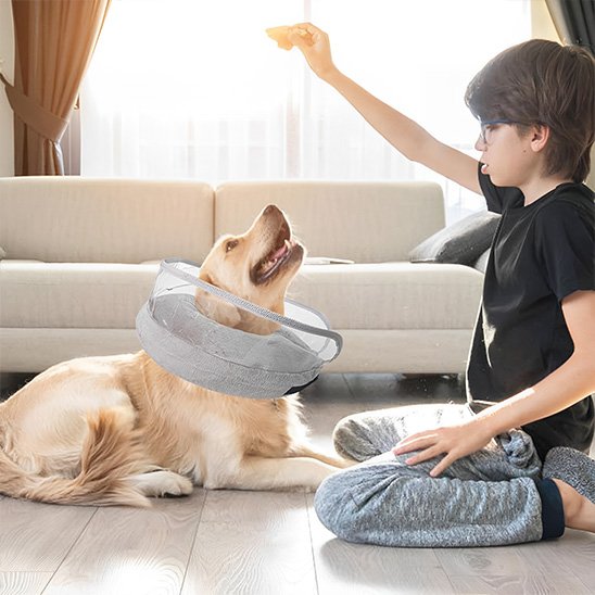 chien avec Collerette chien gonflable joue dans le salon