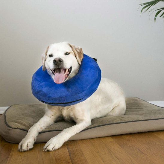 chien avec Collerette chien gonflable sur un lit