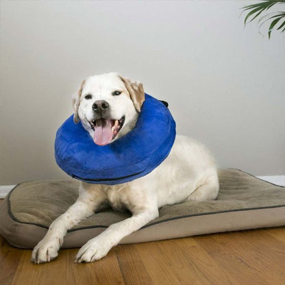 chien avec Collerette chien gonflable sur un lit