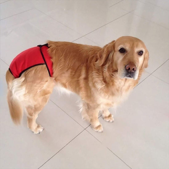 chien avec couche chien rouge