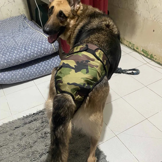 chien avec couche chien vert