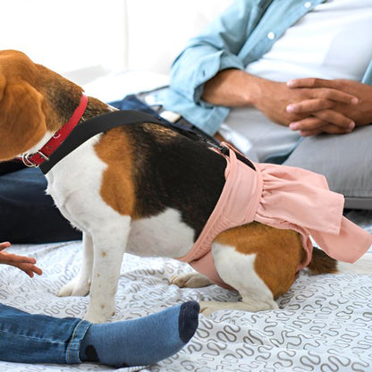 Chien avec une culotte chien rose sur lit