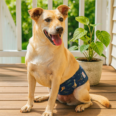 chien content d_avoir une couche pour chien
