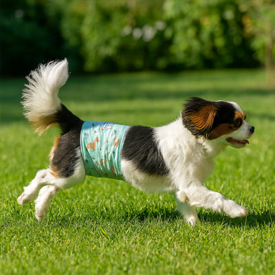 chien court librement dehors avec couche pour chien