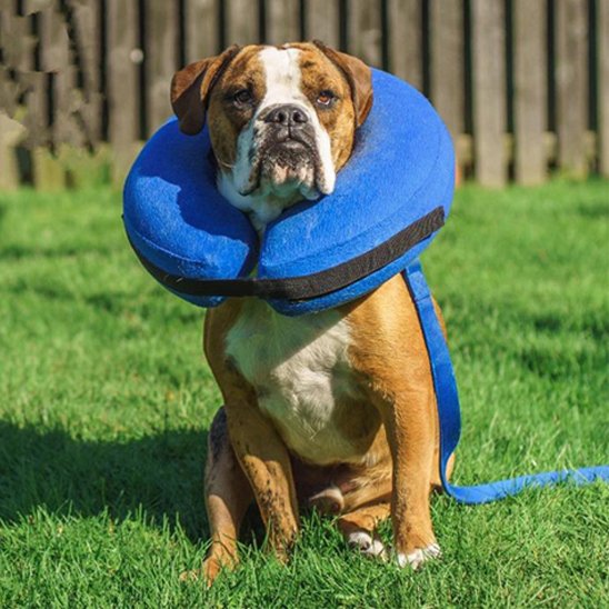  chien portant une Collerette chien gonflable profite du soleil