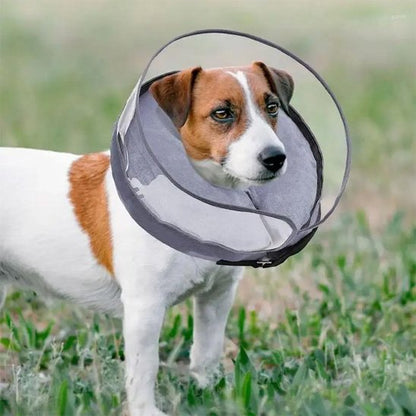 chien sur le gazon avec une  Collerette chien gonflable