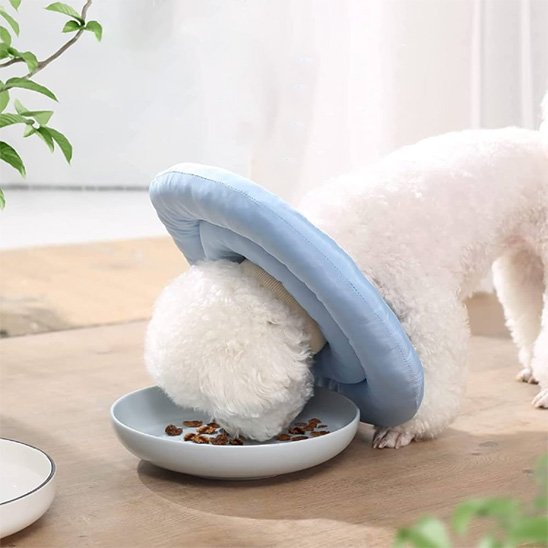 chien utilisant une Collerette chien mange sans difficulter