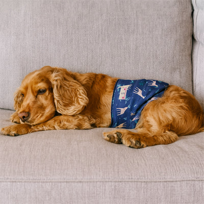 chiot dormant sans stresse avec une couche pour chien